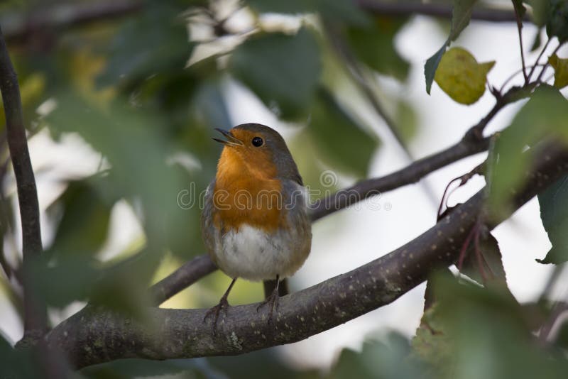 Robin Red Breast (Erithacus Rubecula) Stock Image Image of back