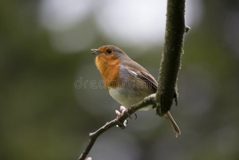 Robin Red Breast (Erithacus Rubecula) Stock Photo Image of dublin