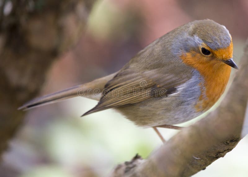 Robin Red Breast Erithacus Rubecula Stock Photo Image of forest, city 84177020