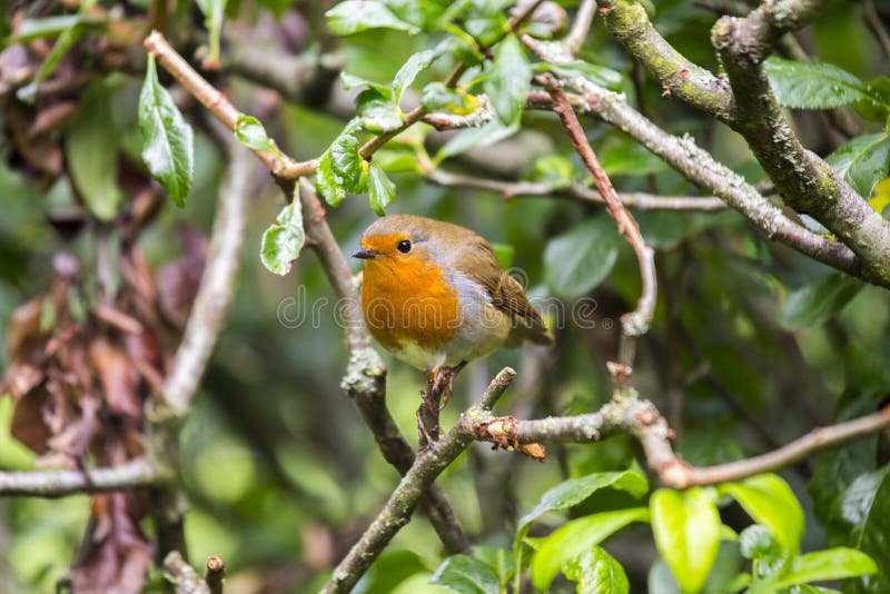 Robin Red Breast & x28; Rubecula& x29 del Erithacus; immagini stock libere da diritti Robin Red Breast & x28; Rubecula& x29 del Erithacus; immagini stock libere da diritti
