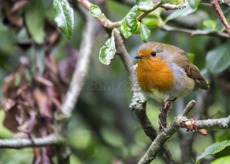 Robin Red Breast & x28; Rubecula& x29 del Erithacus; fotografie stock libere da diritti Robin Red Breast & x28; Rubecula& x29 del Erithacus; fotografie stock libere da diritti