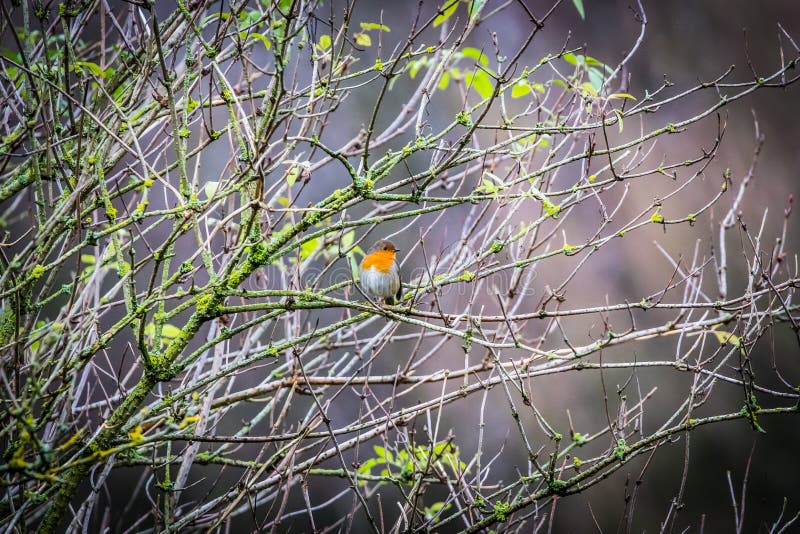 A robin red breast in a tree. A lonely little robin red breast sits in the tree singing his favourite song, wondering if he will make it on to a Christmas card stock images A robin red breast in a tree. A lonely little robin red breast sits in the tree singing his favourite song, wondering if he will make it on to a Christmas card stock images