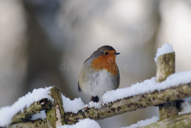 Download Robin redbreast () stock photo. Image of fluffy, bird - 15704268