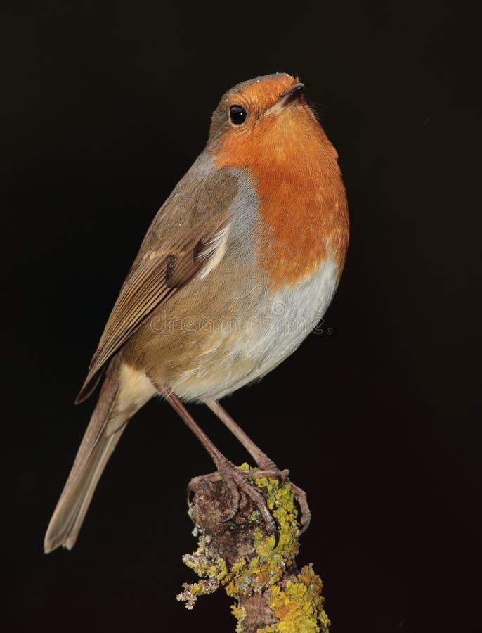 Robin perched on a tree stump