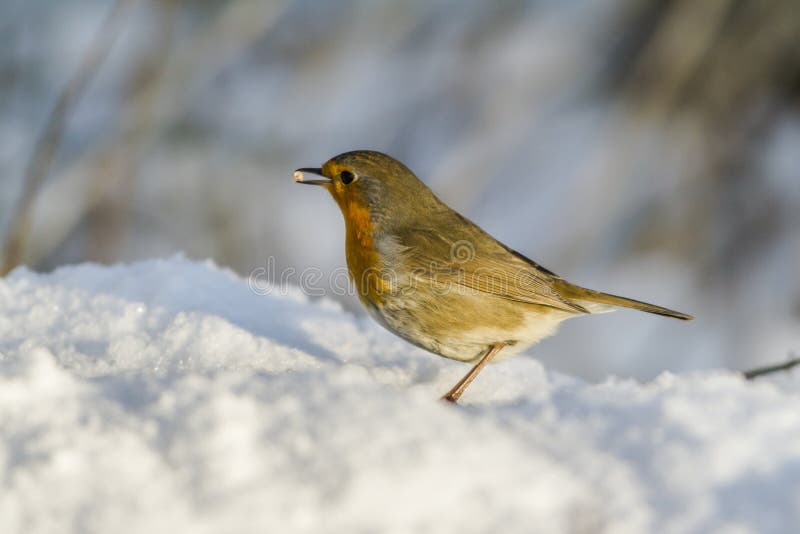 Robin redbreast (rubicula Erithacus) στοκ φωτογραφίες με δικαίωμα ελεύθερης χρήσης Robin redbreast (rubicula Erithacus) στοκ φωτογραφίες με δικαίωμα ελεύθερης χρήσης