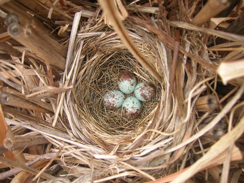 Robin S Bird Nest with Four Eggs Stock Image Image of bird, blue 9631579