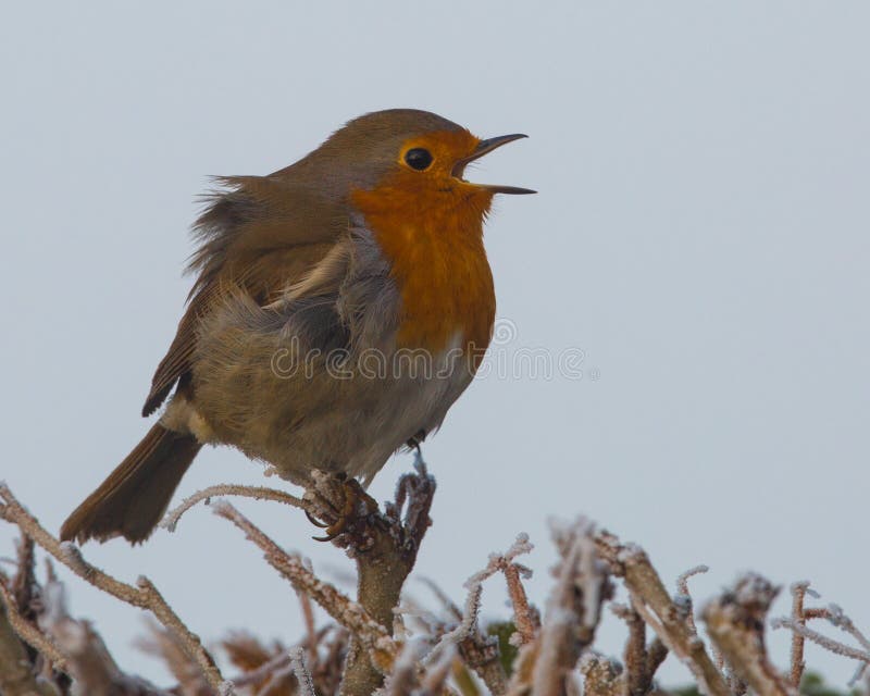 European Robin Stock Photo - Download Image Now - Robin, Bird, Singing -  iStock