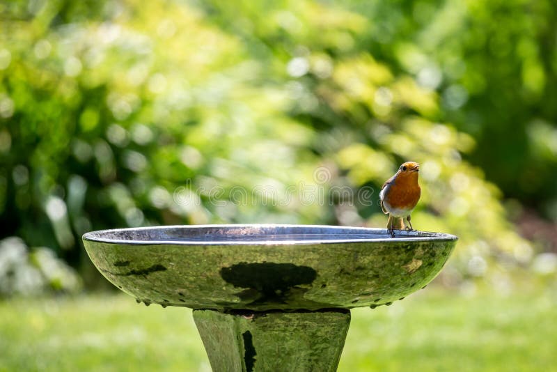 A Robin Standing on the Edge of a Bird Bath, with a Shallow Depth of