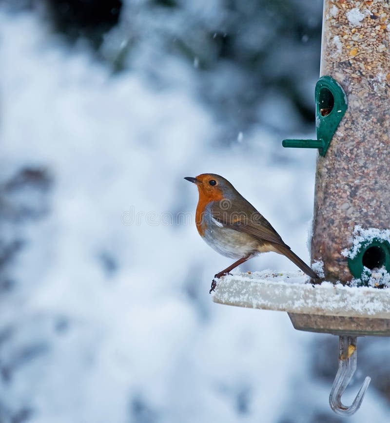 Robin and Snow