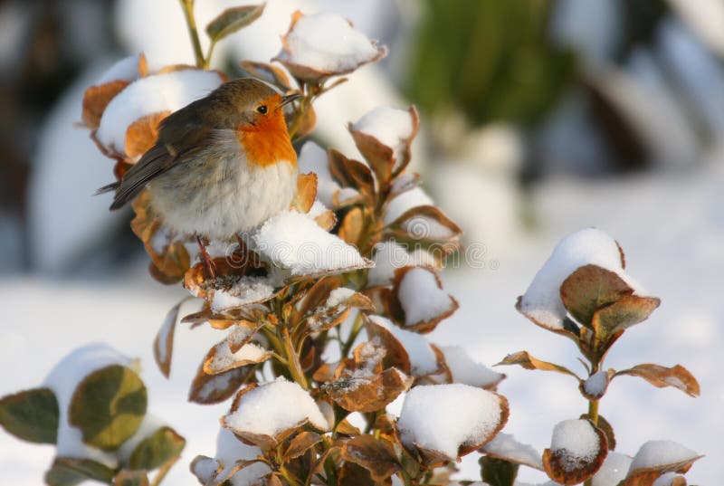 Robin on snow branch