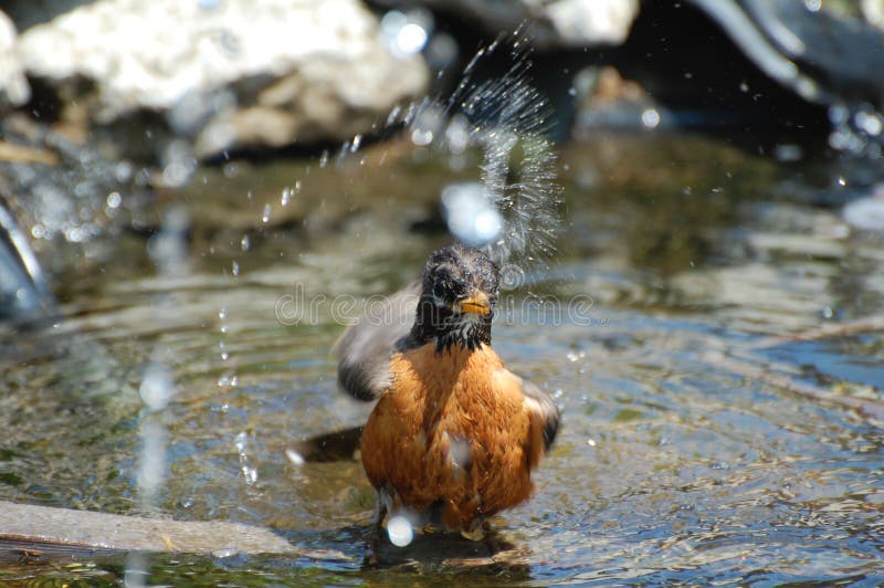 Robin splashing water as it takes a bath. Species: Turdus migratorius