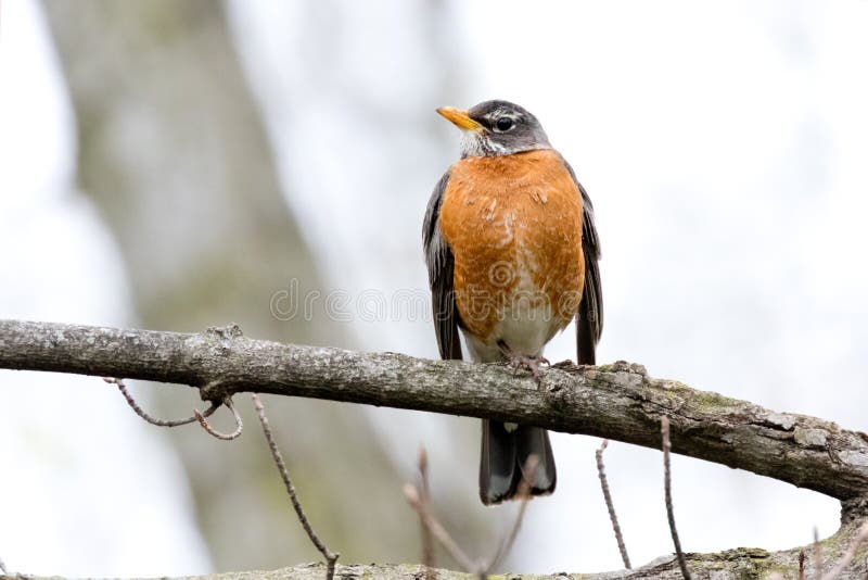 Robin in the Spring in Southwestern Ontario Stock Photo Image of