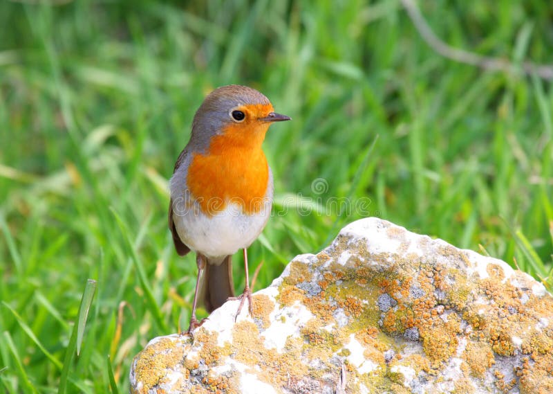 Robin standing on rock