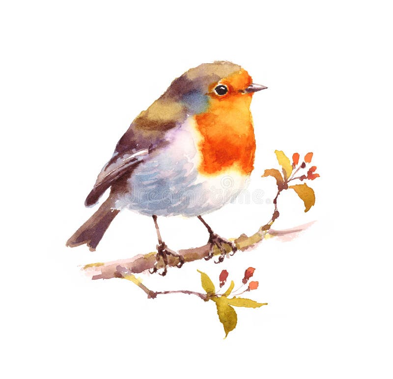 Robin Watercolor Bird Illustration Hand Painted