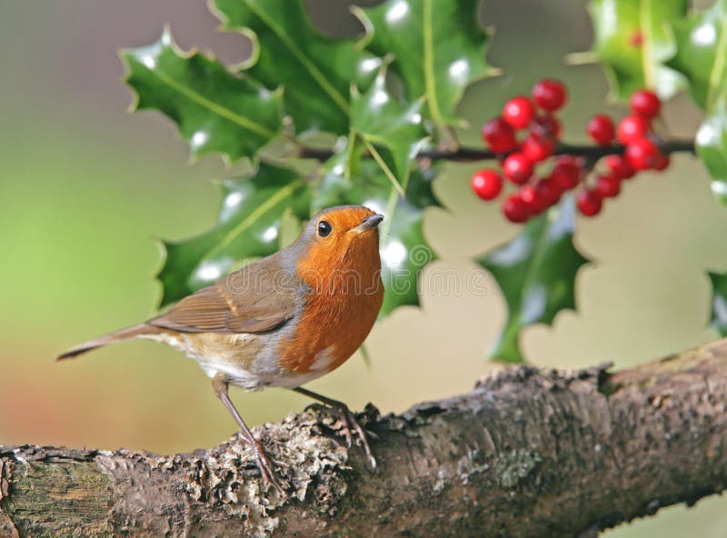 Robin in winter