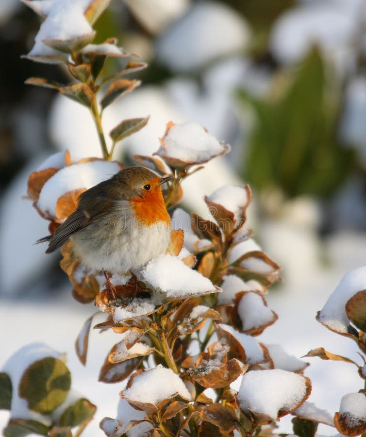 Robin in winter time