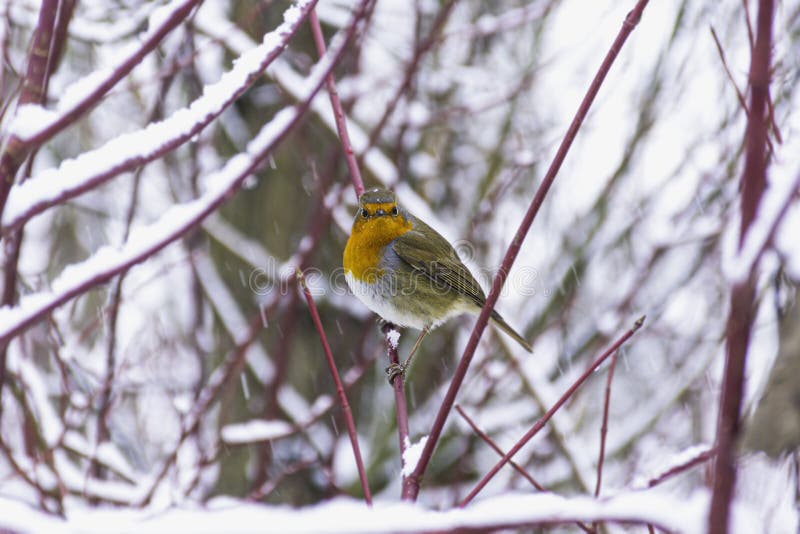 Robin in winter woodland stock photo Robin in winter woodland stock photo