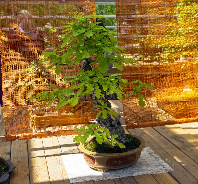 Roble Inglés Bonsai En El Estilo De Imagen editorial Imagen de oriental, tronco 99637525
