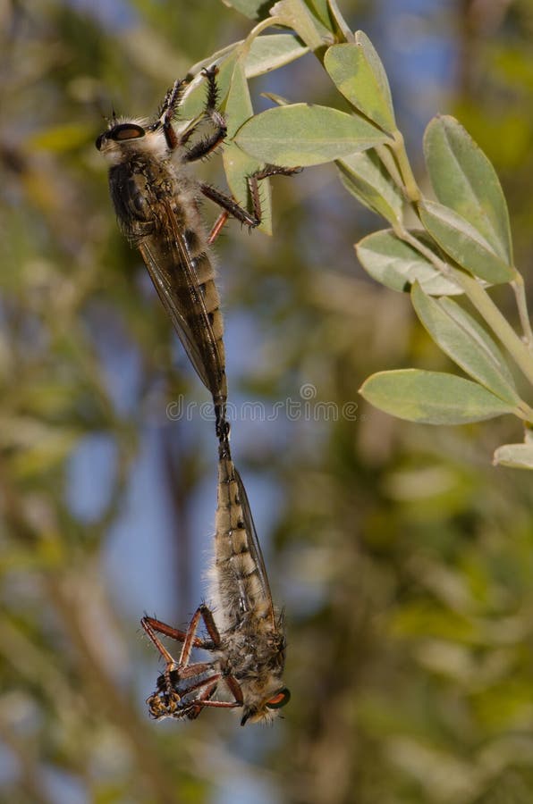 Robleflies copulando imagenes de archivo