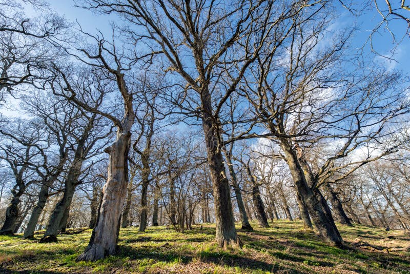 Robles jubilosos - la primavera está volviendo a Suecia foto de archivo libre de regalías