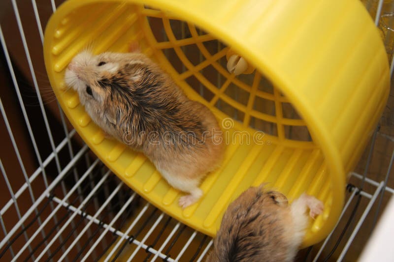 Roborovski Hamster Running in the Yellow Wheel Stock Image Image of light, domestic 321030437