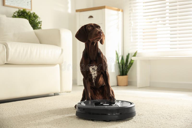 Modern Robotic Vacuum Cleaner and German Shorthaired Pointer Dog on