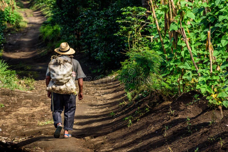 San Miguel Duenas, Guatemala - October 10, 2017: Farm worker walks through coffee plantation in coffee growing area near Antigua, Guatemala, Central America. San Miguel Duenas, Guatemala - October 10, 2017: Farm worker walks through coffee plantation in coffee growing area near Antigua, Guatemala, Central America