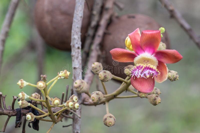 Robusta blomma f?r n?ra ?vre Shorea Cannonballtr?d som blommar i naturbakgrund arkivbilder Robusta blomma f?r n?ra ?vre Shorea Cannonballtr?d som blommar i naturbakgrund arkivbilder