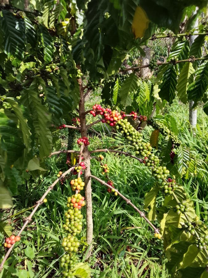 Robusta Coffe Gayo stock photo. Image of vegetation - 400520258
