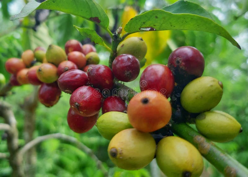 Robusta Coffee Fruit from Jember Stock Photo Image of fruit