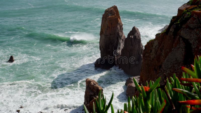 Rocas de mar plantadas. las hermosas flores rojas crecen alto en las rocas rompen las rocas debajo. ver desde arriba.