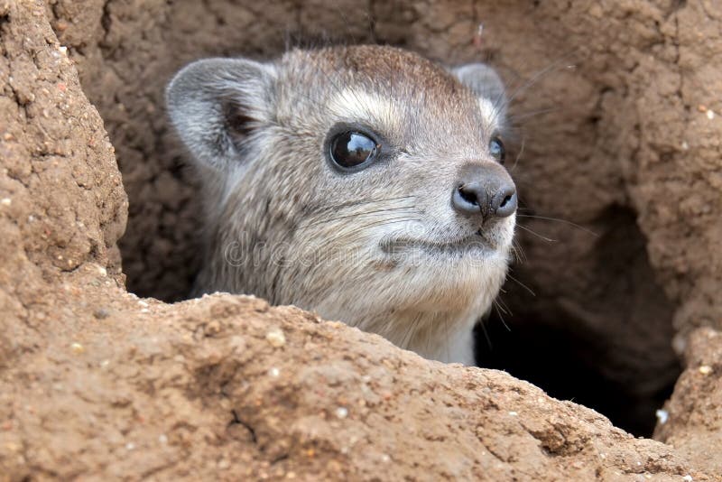 The rock hyrax (Procavia capensis) or rock badger, also called the Cape hyraxï¼Œis small, thickset, herbivorous mammals in the order Hyracoidea. This animal is also known as pimbi or dassie. The rock hyrax (Procavia capensis) or rock badger, also called the Cape hyraxï¼Œis small, thickset, herbivorous mammals in the order Hyracoidea. This animal is also known as pimbi or dassie.