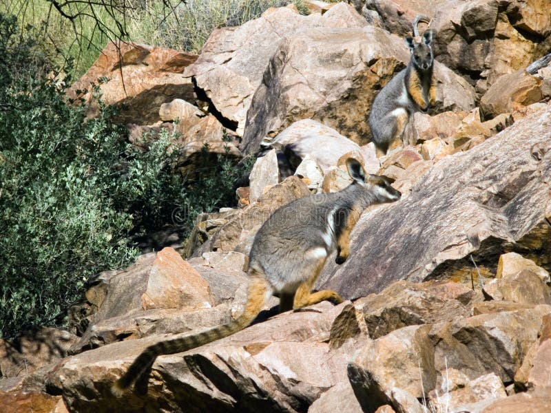 Rare Yellow-footed Rock-Wallabies in Brachina Gorge, Flinders Ranges, Australia. Rare Yellow-footed Rock-Wallabies in Brachina Gorge, Flinders Ranges, Australia