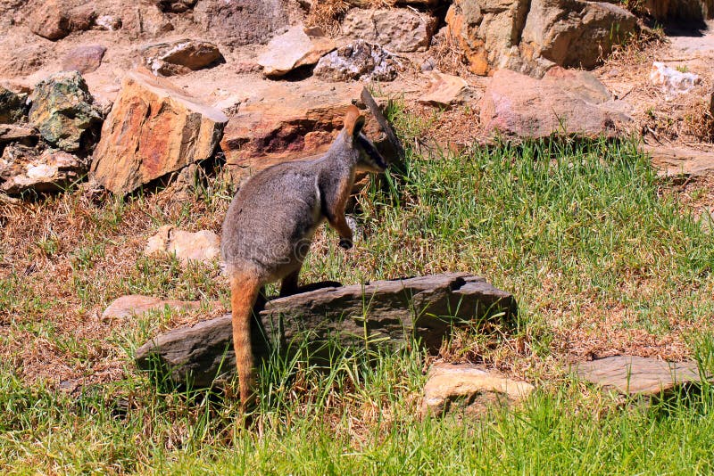 Yellow-Footed Rock-Wallaby - Petrogale xanthopus - standing on rock. Yellow-Footed Rock-Wallaby - Petrogale xanthopus - standing on rock