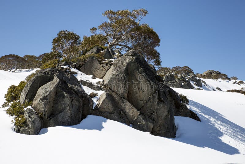 Rochers et gommes de neige, Charlotte Pass, Nouvelle-Galles du Sud photo libre de droits Rochers et gommes de neige, Charlotte Pass, Nouvelle-Galles du Sud photo libre de droits
