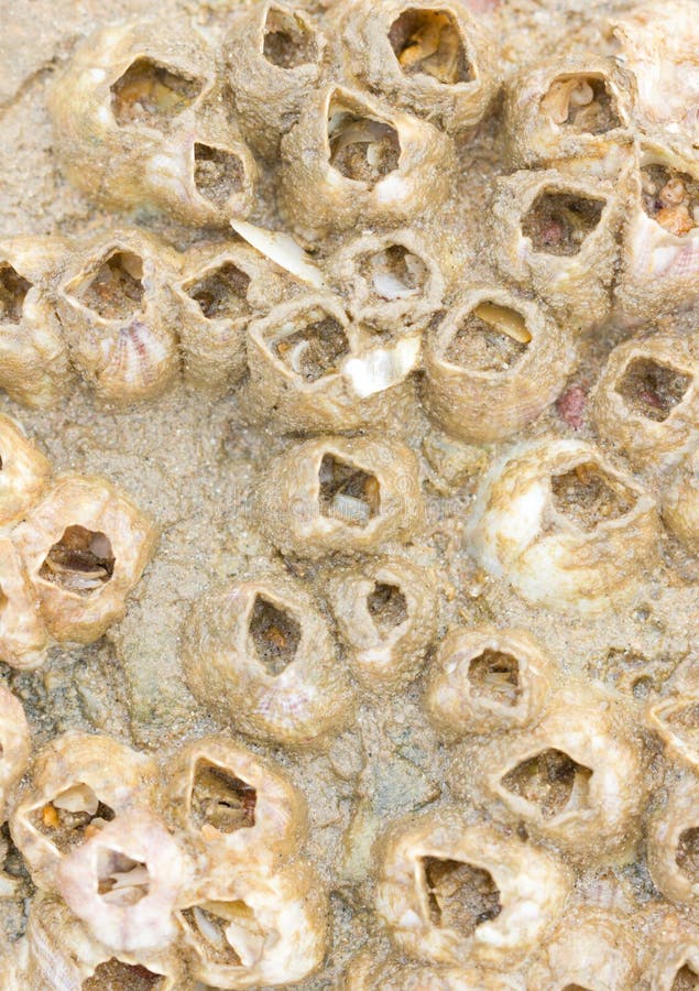 Barnacles on seashore stock photo. Image of shell, erosion Biology Diagrams