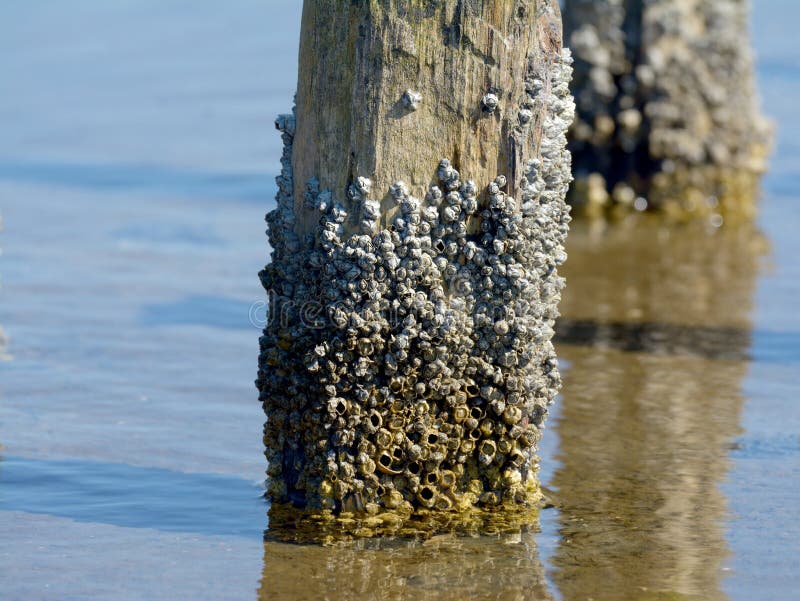 Rock Barnacle,North Frisia,North Sea,Schleswig-Holstein,Germany