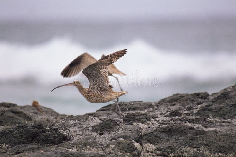 Rock below Bird