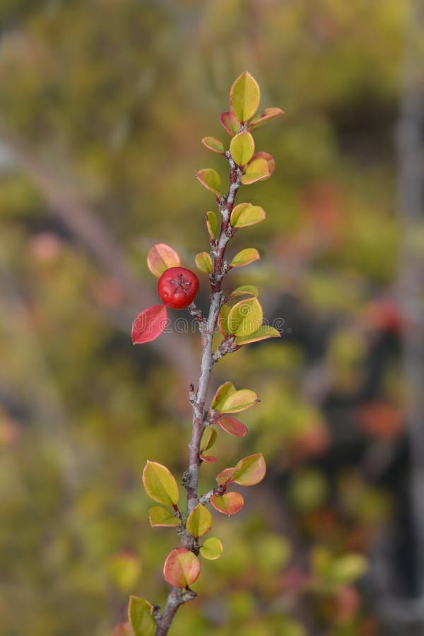 rock-cotoneaster-imagem-de-stock-imagem-de-nave-fruta-162382469