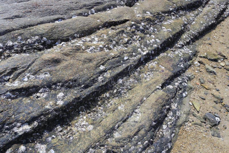 Rock covered with oysters stock photo. Image of cover 52651338