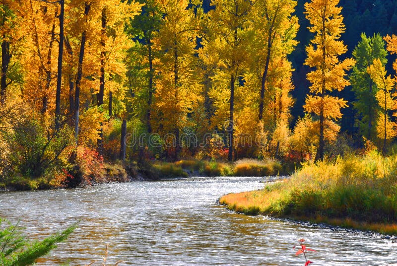 Rock Creek, Montana, with the Sapphire Mountain range in the background. Cottonwoods in fall colors. Rock Creek, Montana, with the Sapphire Mountain range in the background. Cottonwoods in fall colors.