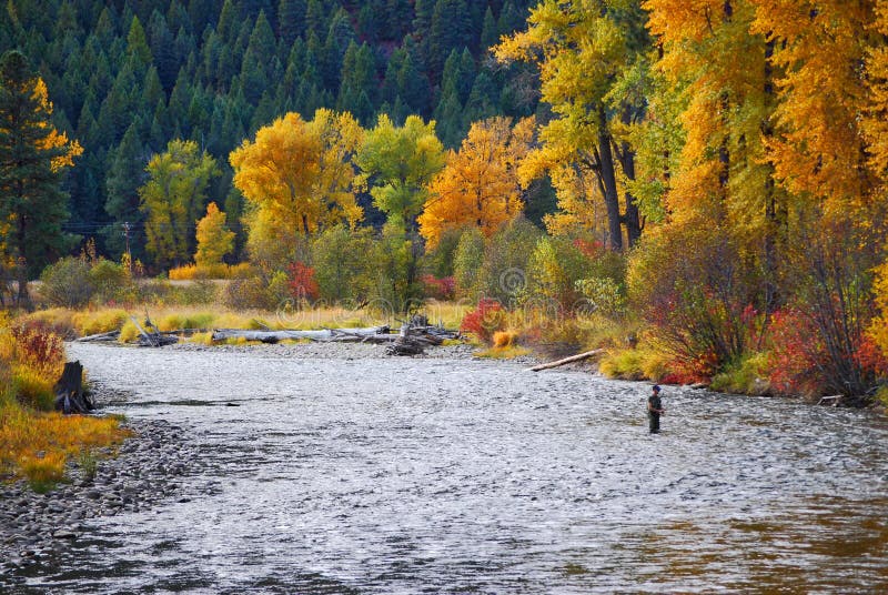 Rock Creek, Montana, with the Sapphire Mountain range in the background. Cottonwoods in fall colors. Fly fisherman. Rock Creek, Montana, with the Sapphire Mountain range in the background. Cottonwoods in fall colors. Fly fisherman.