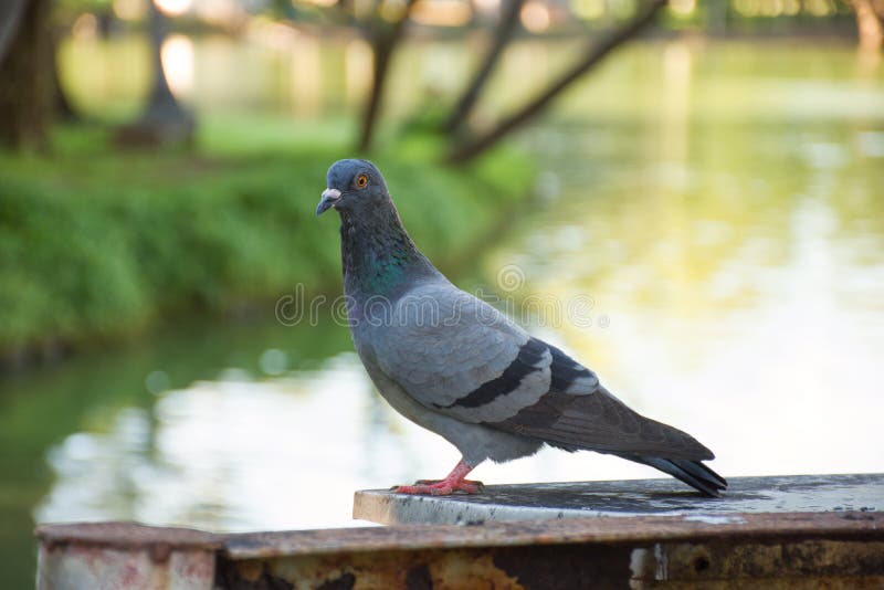 Rock dove waiting for soul mate stock photography Rock dove waiting for soul mate stock photography