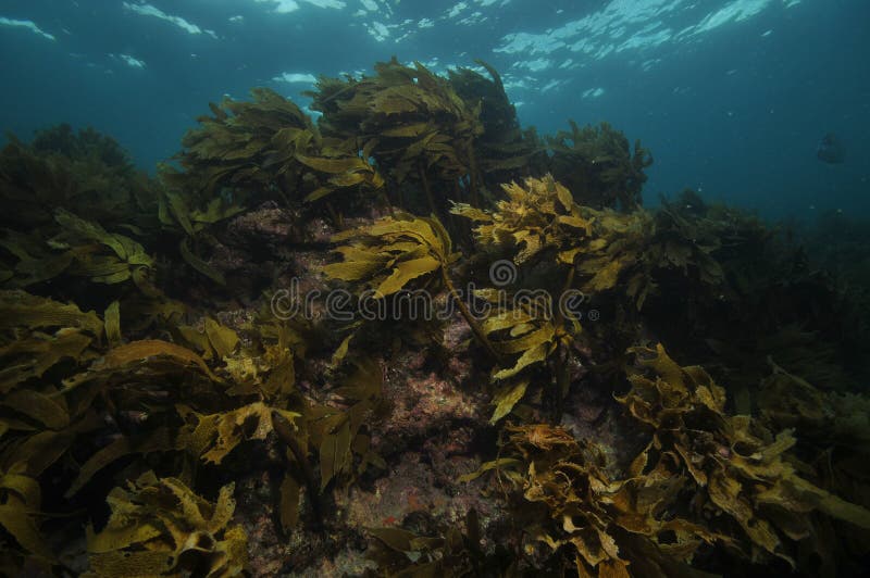 Rock face with kelp