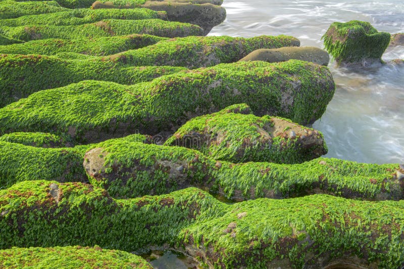 Rock full of green seaweed stock photo. Image of color 40664624