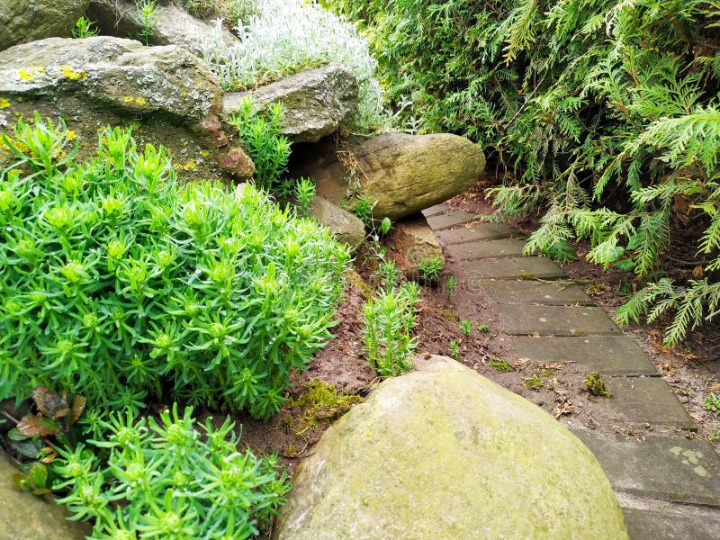 Rock Garden. Alpine Slide with Succulents and Creeping Plants Stock ...