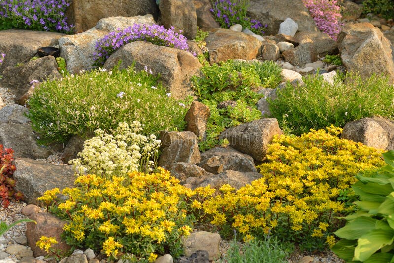 Rock garden with different plants. royalty free stock image