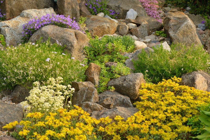 Rock garden with different plants. stock image