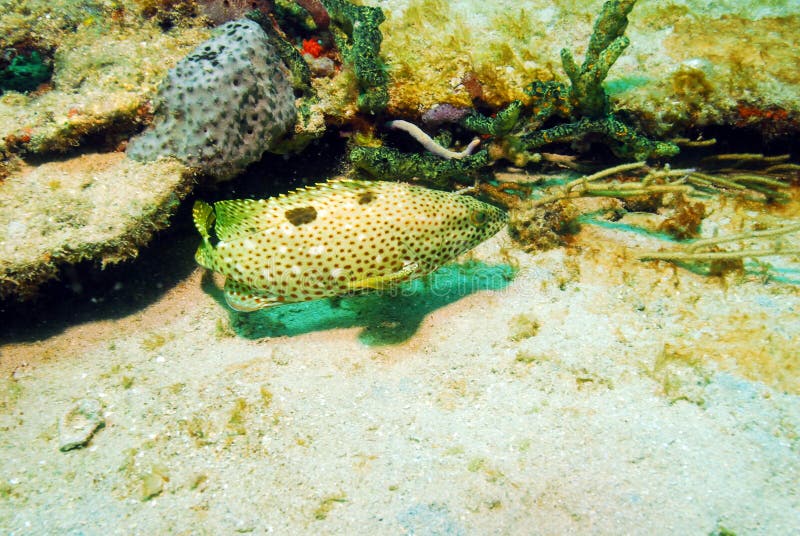 Rock hind grouper fish underwater