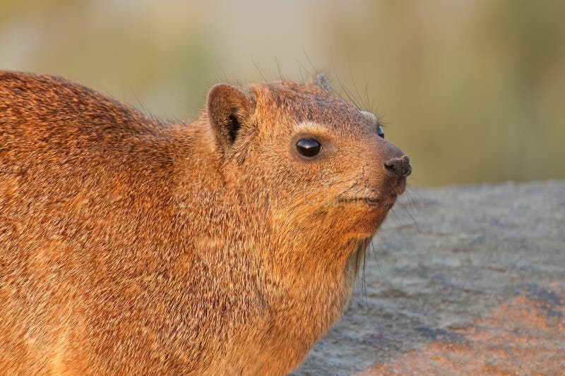 Rock hyrax προσκύνημα σε ροκ augrabbs εθνικό πάρκο νότια αφρική. πορτρέτο ενός ροκ hyrax procavia capensis που προσεύχεται σε ένα ροκ augraries καταρρέει εθνικό πάρκο νότια αφρική